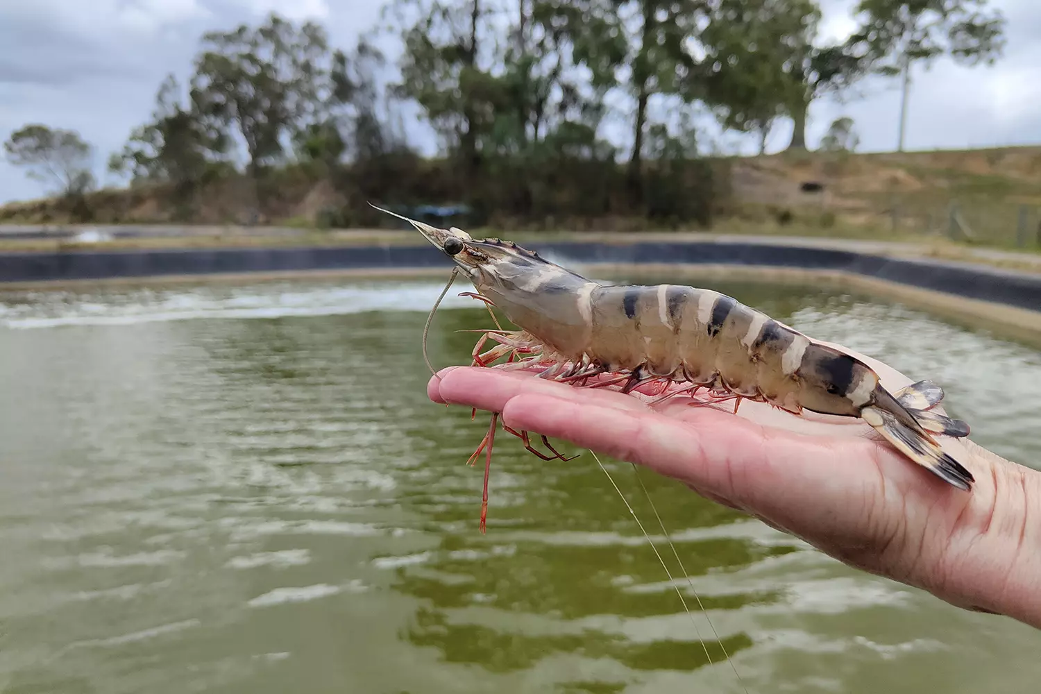 Penaeus monodon, the giant tiger prawn