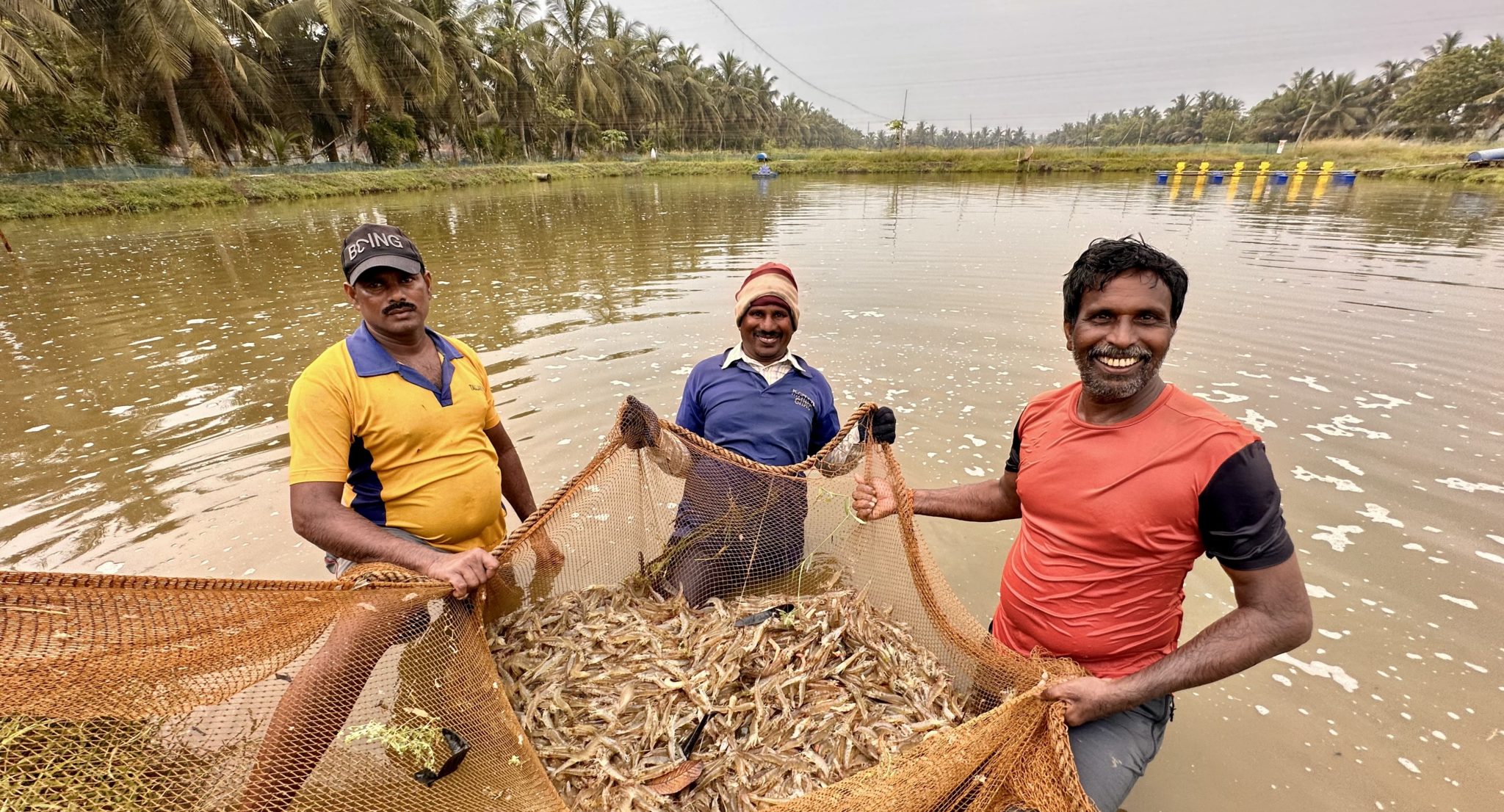 Shrimp harvest at a coastal aquaculture pond
